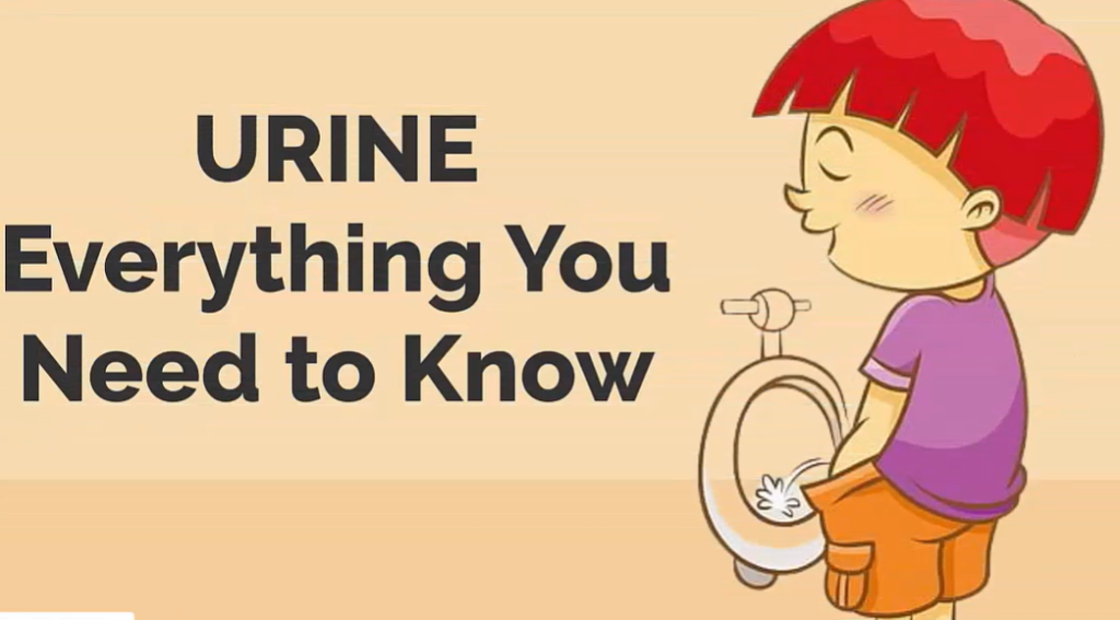 ಮೂತ್ರ ವಿಸರ್ಜನೆ