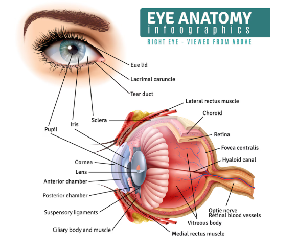 ಕಣ್ಣಿನ ಆರೋಗ್ಯ