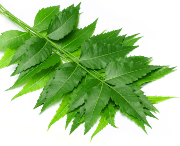 Neem leaf for Dandruff